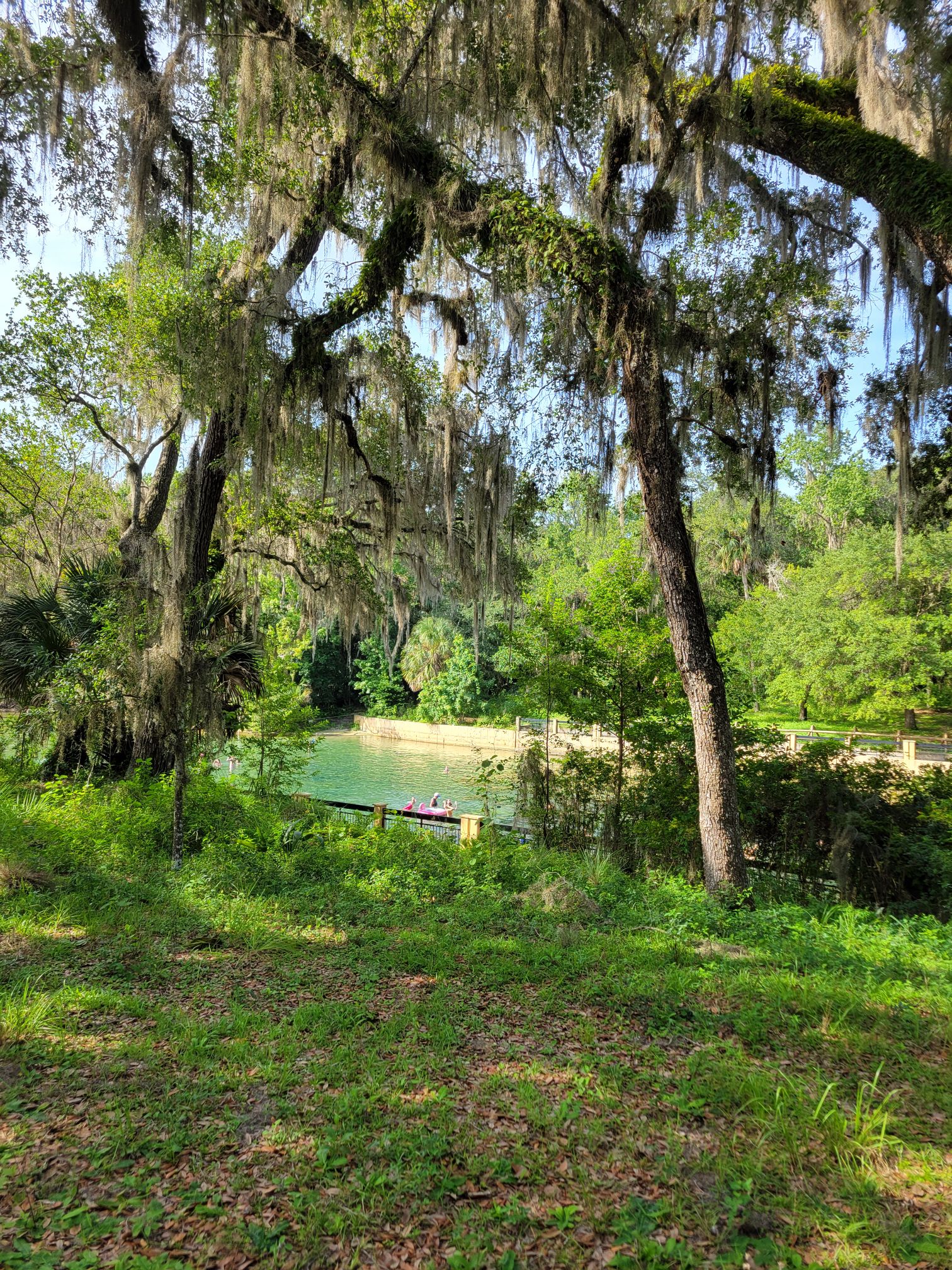 View of Salt Springs.